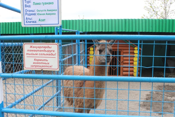 Быть внимательней к питомцам