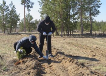 Сохраняя лесной фонд региона