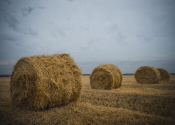 Дефицита сена не ожидается