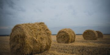 Дефицита сена не ожидается