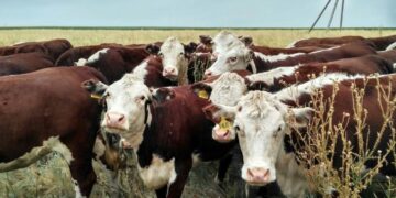 Приоритетное направление