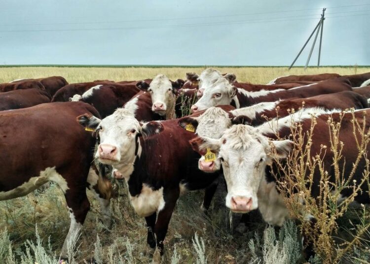 Приоритетное направление