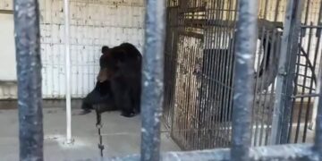 Потому что он хороший!