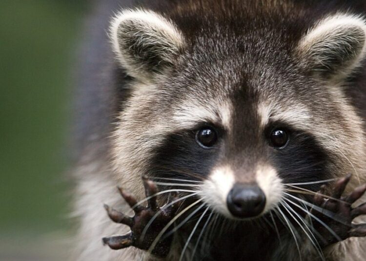 Пополнение в биоцентре