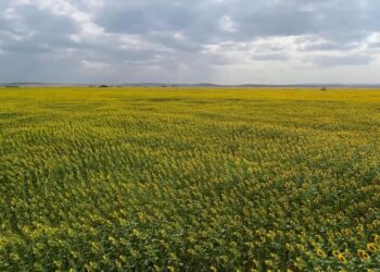 Сельское хозяйство: обеспечен рост, имеет вес