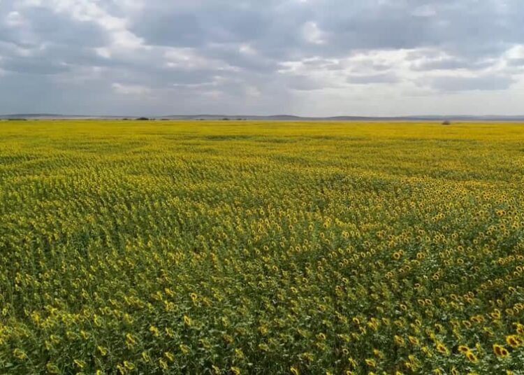 Сельское хозяйство: обеспечен рост, имеет вес