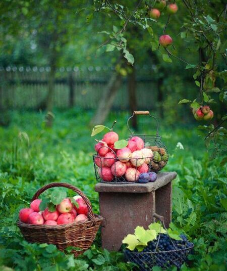 Яблоня Сиверса – чистейшая порода