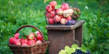 Яблоня Сиверса – чистейшая порода