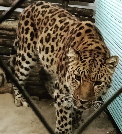 Редкая кошка