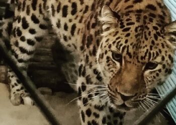 Редкая кошка