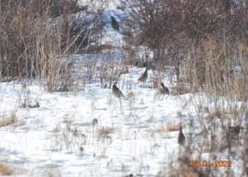 Сохранить животный мир