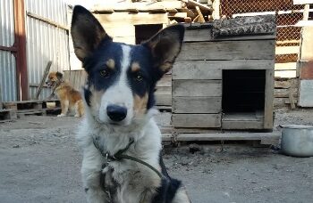 Приют переезжает?