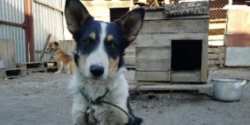 Приют переезжает?