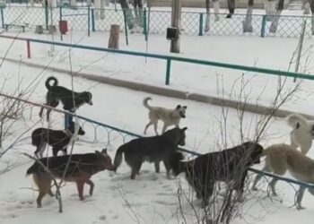 Осторожно, злые собаки!