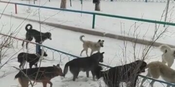 Осторожно, злые собаки!