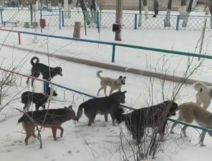 Осторожно, злые собаки!