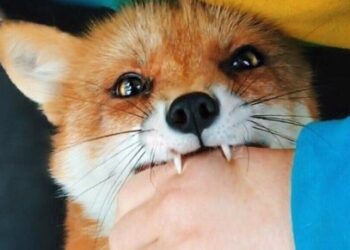 Проблема не только ветеринарии