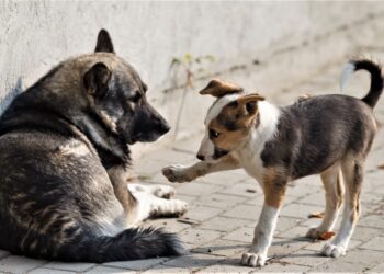 По закону в ответе за тех, кого приручили