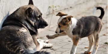 По закону в ответе за тех, кого приручили