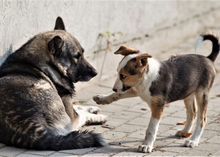 По закону в ответе за тех, кого приручили