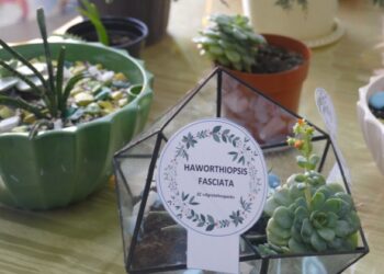 Новые проекты студентов