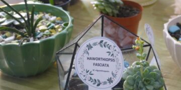 Новые проекты студентов