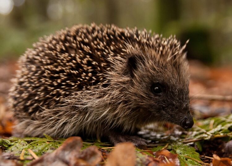 Заботясь о диких животных