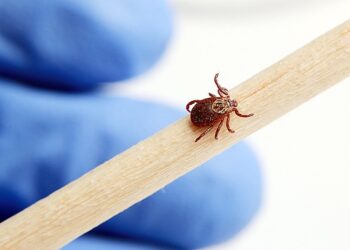 Сезон клещей объявлен открытым     