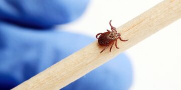 Сезон клещей объявлен открытым     