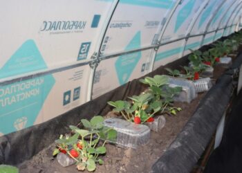 Когда дело по душе