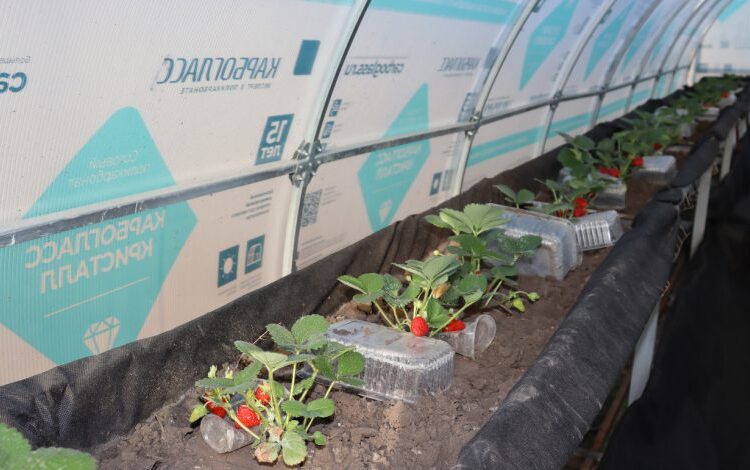 Когда дело по душе