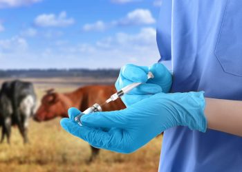 От животных к человеку