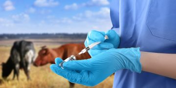 От животных к человеку