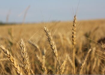 Первостепенная задача в агропромышленном секторе