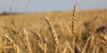 Первостепенная задача в агропромышленном секторе