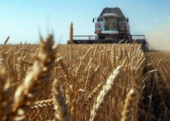 ПЛОДОТВОРНАЯ ПОРА: КАКИМ ВЫДАЛСЯ СБОР УРОЖАЯ?