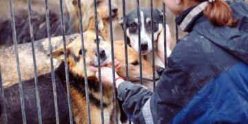 Обретут долгожданный приют