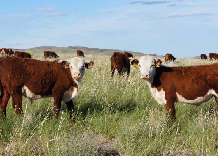 Скованные одной цепью: когда необходимо развиваться комплексно