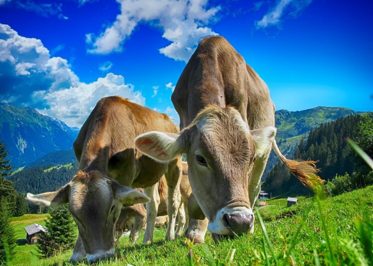 Открываются производства, выдаются субсидии