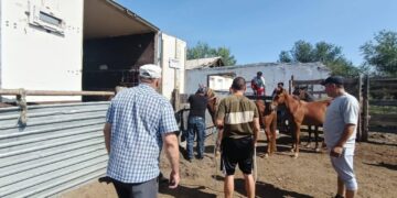 Выпас животных – строго по правилам