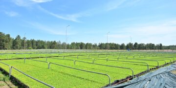 День работников лесного хозяйства: До 3,1 млн сеянцев сосны могут выращивать в питомниках «Семей орманы» ежегодно