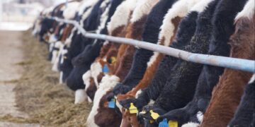 Производство молока в области Абай – из региона на национальный рынок