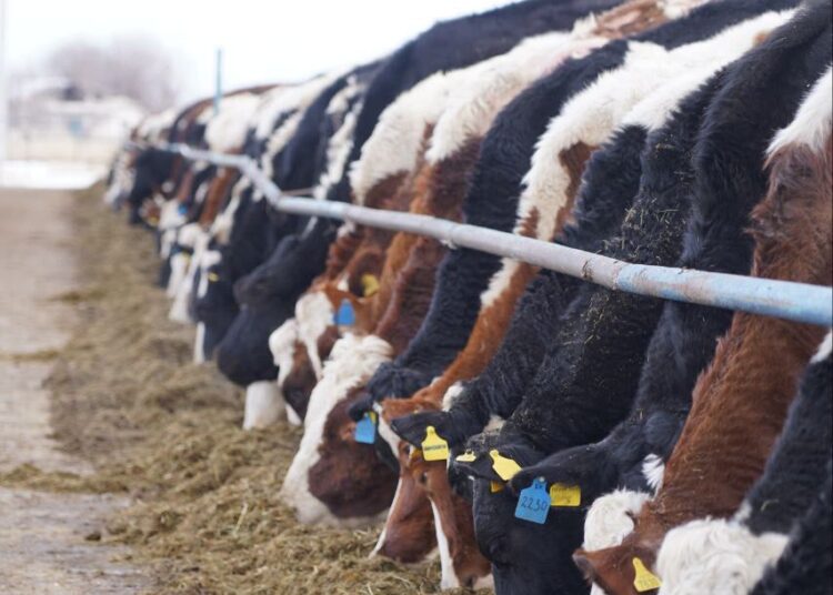 Производство молока в области Абай – из региона на национальный рынок