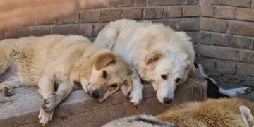 В регионе с начала года отловлено 3 262 безнадзорных животных