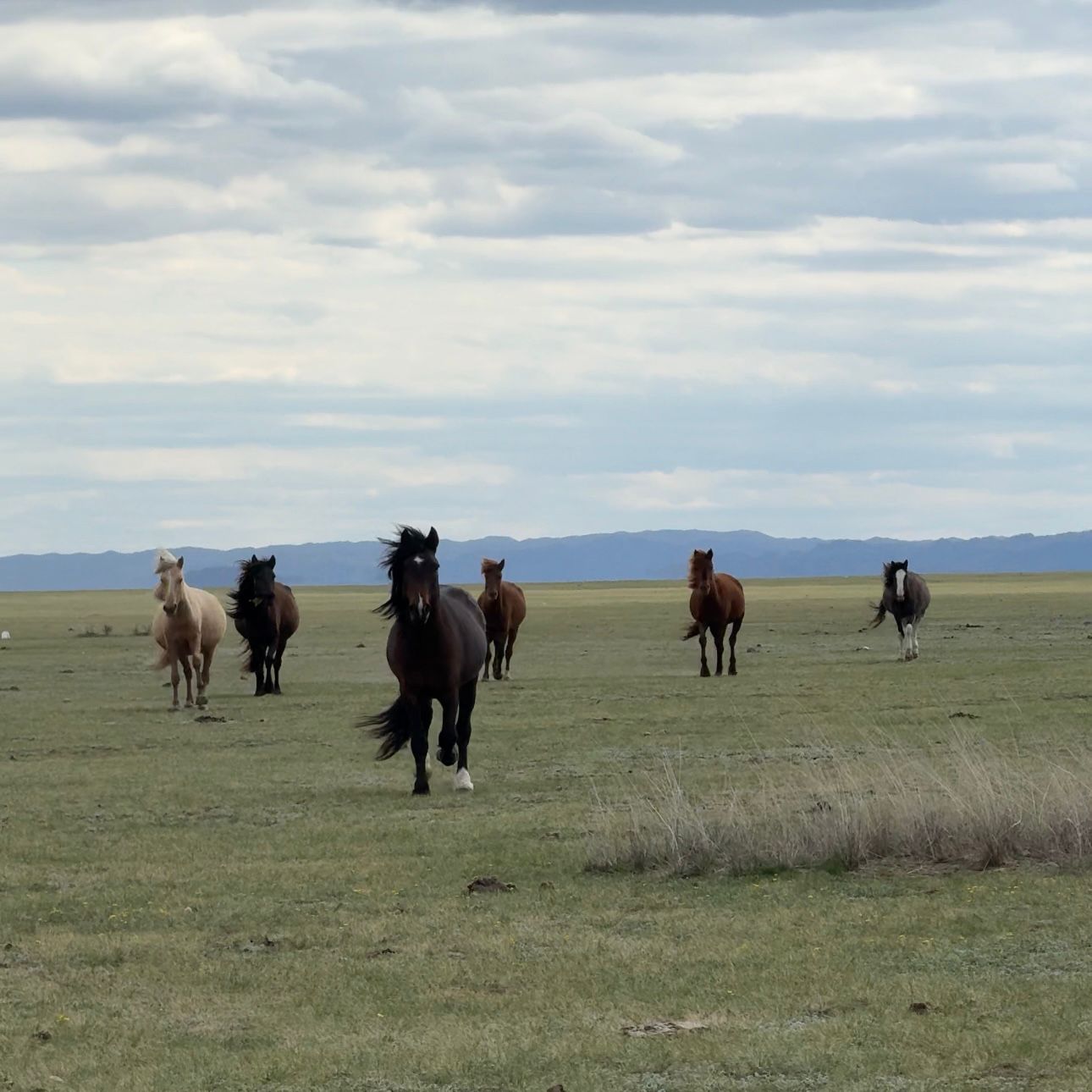 Импульс для села: в Абайском районе растет предпринимательство и открываются новые возможности