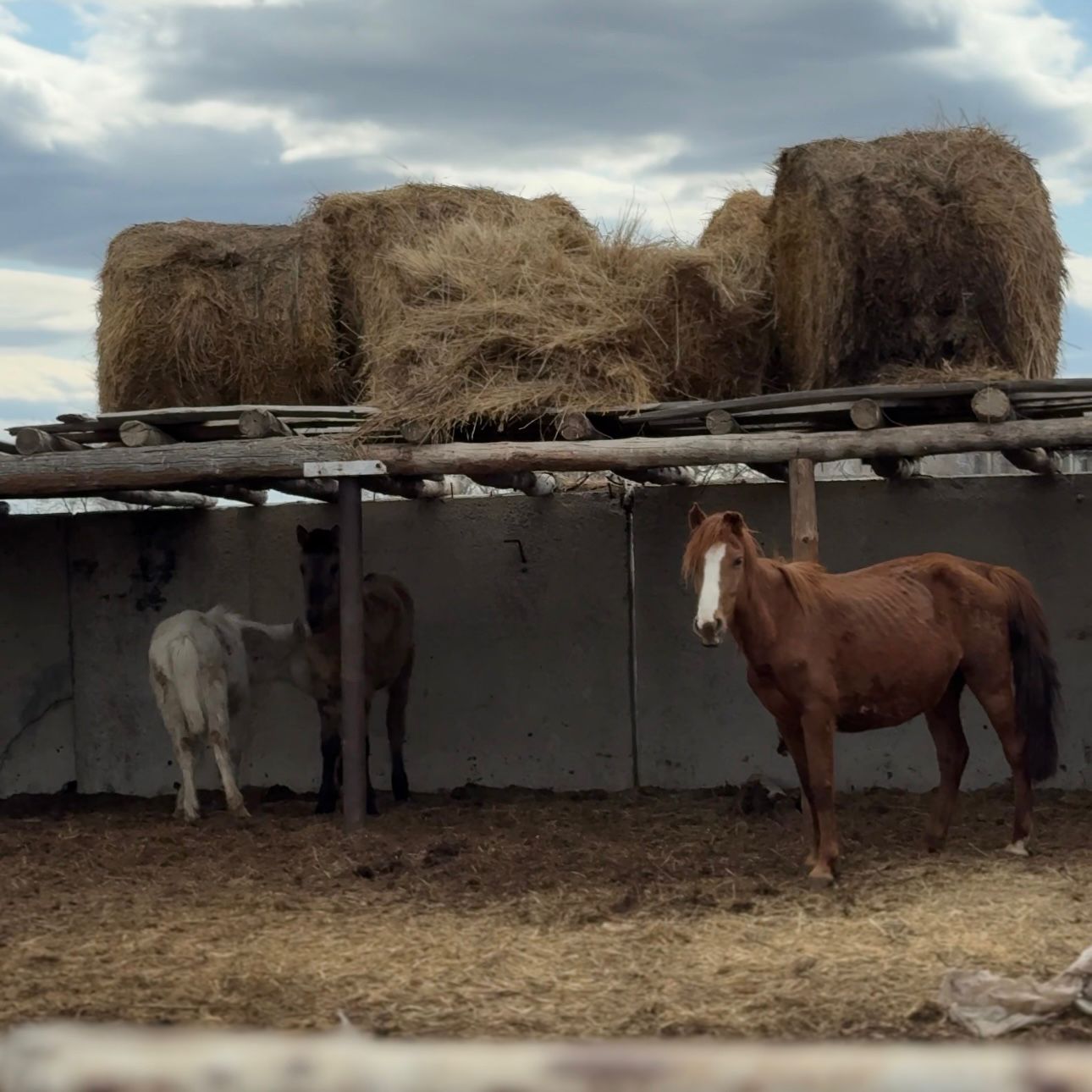 Импульс для села: в Абайском районе растет предпринимательство и открываются новые возможности